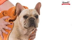 We did not find results for: 10 Tips To Clean The Eyes Of Your French Bulldog