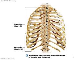 These studies form part of a persistent trend to view the neandertals as less human than ourselves despite growing evidence for little if any differences in basic functional anatomy and behavioral capabilities. Fundamentals Of Anatomy Physiology Ppt Download