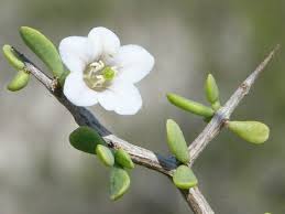 Image result for Lycium mascarenense