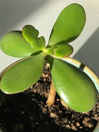 I have this jade plant with scaly leaves, if you can you save it, come get it. I Propagated This Jade Plant A Few Months Ago It Has Grown Taller But Is Not Really Growing New Leaves It Grew The Two Small Deformed Leaves But It Has Looked Like