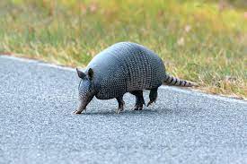Below are some of the substances commonly employed to repel armadillo: How To Get Armadillos Out Of House Helpful Guide And Quick Facts Family Life Share