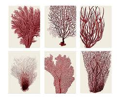 6 Affiches Coral Corail Et Creme 20 26 Affiches Corail Coral Creme Kunstproduktion Koralle Kunst Botanische Zeichnungen