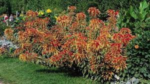 Joseph's coat amaranth (tricolour amaranth, summer poinsettia, fountain plant [25 seeds min. Amaranthus Tricolor Youtube