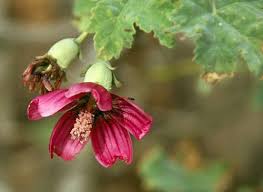 Image result for Malva