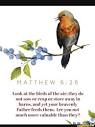MATTHEW Look at the birds of the air; they do not sow or reap or store