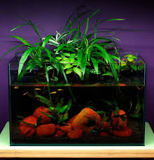 Mr Aqua 11 4g Riparium Take 2 Page 5 Planted Aquarium Aqua Aquarium