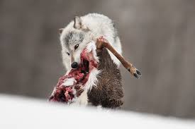 More ideas from wild wolf hunting & fishing. Why Anti Hunters Are Dead Wrong About Wolves