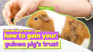 With just a few supplies you find around your home, and some hay and or, you can cut some holes into a shoebox and give it to your guinea pig to play inside of. Steps And Tips To Gain Guinea Pigs Love And Trust Guineadad