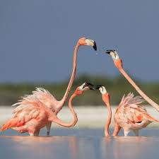 هي بمعنى مع ، والمعنى فمع إغوائك إياي. Every May About 20 000 Flamingos Will Participate In The Mating Season In Rio Lagartos Mexico This Photo Was Taken Flamingo Photo Flamingo Animals Beautiful