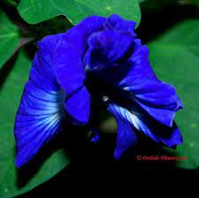 Browse our collection of lovely blue annual flowers for adding to garden beds, borders and containers with planting and growing tips from hgtv gardens. Clitoria Ternatea Butterfly Pea Flower Flowers Names And Pictures Blue Flower Names Butterfly Pea Flower