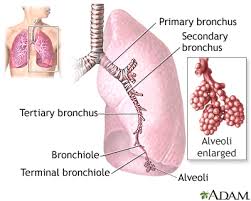 What happens when part of your lung collapses without warning? answered by dr. Collapsed Lung Pneumothorax Information Mount Sinai New York