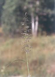 Image result for Eragrostis plana