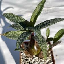 Image result for Ledebouria macowanii