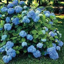 Pin On Gardening
