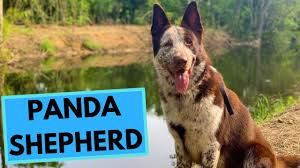 We did not find results for: Panda Shepherd Facts And Information Youtube