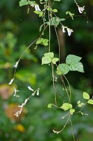 Image result for Amphicarpaea