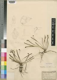 Image result for Polystachya aconitiflora