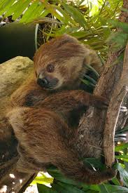 The World S Endangered Species May Be Extinct By 2020 Will You Save Them In 2020 Endangered Species Endangered Species
