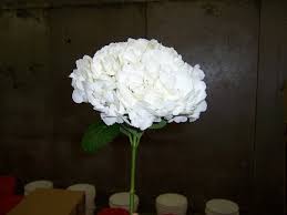 3,645 likes · 31 talking about this · 187 were here. Horst Wholesale Florist Home Facebook
