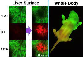 Kaede mice for in vivo monitoring of cell migration | Experimental Animal  Division (RIKEN BRC)