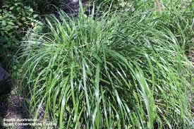 Image result for Cenchrus macrourus