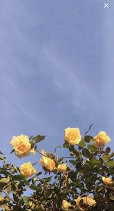 Telling time vintage on instagram: Yellow Rose Wallpaper Pinterest Carriefiter 90s Fashion Street Wear Street Style Photography S Phone Backgrounds Aesthetic Backgrounds Cute Backgrounds