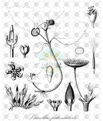 Image result for Lecanthus peduncularis