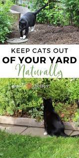 Cats dislike the smell of rue, lavender and pennyroyal, coleus canina and lemon thyme. How To Keep Cats Out Of Your Yard Naturally Garden Therapy