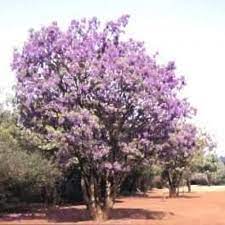 Buy Bolusanthus Speciosus African Wisteria Tree 10 Seeds Online India Buy Premium Dietary Supple Wisteria Tree Country Garden Landscaping Planting Shrubs