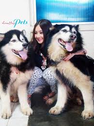 Giant alaskan malamute puppies for sale in bc. Alaskan Malamute Female Weight Pets Lovers