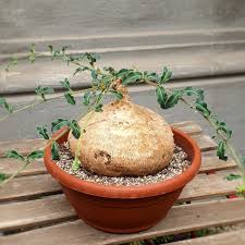 Image result for Raphionacme procumbens