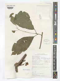 Image result for Maesobotrya