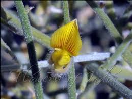 Image result for Crotalaria barkae