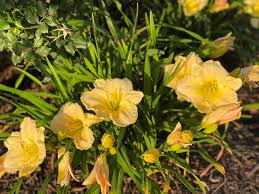Dehydrated dog treats humanely sourced with zero waste practices in mind, including beef, duck Daylilies Are Delightful