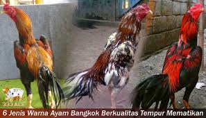 6 Jenis Warna Ayam Bangkok Berkualitas Tempur Mematikan Ayam Bangkok Warna
