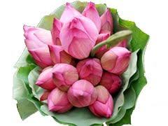 Where to buy lotus flowers online. Buy Wholesale Flowers Wedding Flowers Bulk Flowers Online Whole Blossoms Bulk Flowers Online Buying Wholesale Flowers Wholesale Flowers Wedding