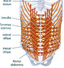 Rib cage muscles and tendons. Between The Pelvis And The Ribcage The Abdominal Muscles