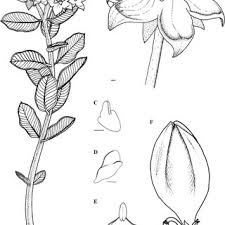 Image result for Pachycarpus concolor