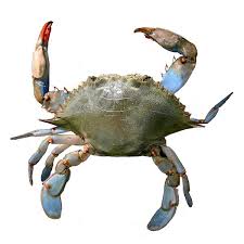 Many people regard crab as one of the tastiest types of seafood you can choose from. Scdnr Blue Crab