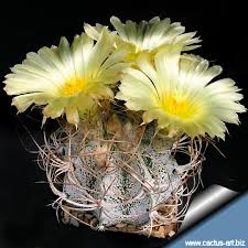 Image result for Biophytum crassipes