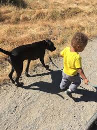 There are a few picnic benches and tables as well as water and restrooms. Lucky Dog Our Picks For The Best Dog Friendly Hikes In The East Bay Abio