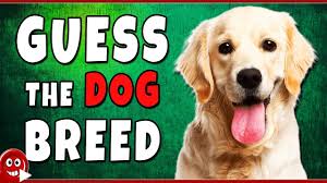 There is a long list of why dogs are such a wonderful companion to have, some of the reasons include their loyal nature, their loving disposition, and protective instincts. Can You Guess The Dog Breed Animal Quiz Youtube