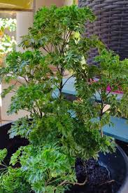 Image result for Polyscias fruticosa