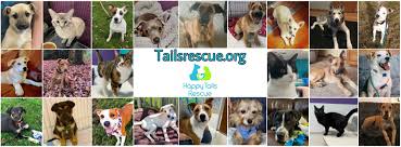 Our volunteers receive no monetary payment for their activities. Happy Tails Rescue Home Facebook