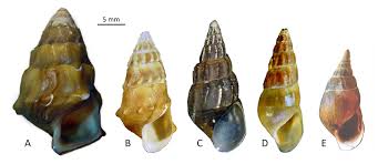 Image result for Pleioceras orientale