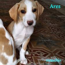 Cerco cucciolo taglia piccola in regalo. Cuccioli Belli E Paffuti Ne Abbiamo Animalibera Canile Di Grignano ÙÙŠØ³Ø¨ÙˆÙƒ
