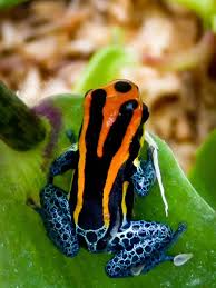 Rainbow Poison Dart Frog New Pets Poison Arrow Frogs By Jezebel144 Pet Frogs Animals Frog
