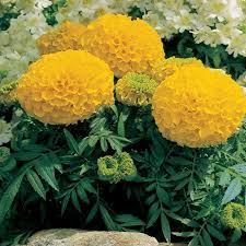 Pin By Coraline Adams On Gardening In 2021 Annual Flowers Marigold Flower Flower Seeds