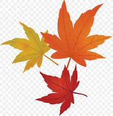 Maple Leaves Autumn Leaves Fall Leaves Png 1000x1024px Maple Leaves Autumn Leaves Black Maple Fall Leaves You can now download for free this brown maple leaf transparent png image. maple leaves autumn leaves fall leaves