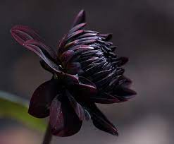 Dahlia Flower Black Flowers Dahlia Flower Plants